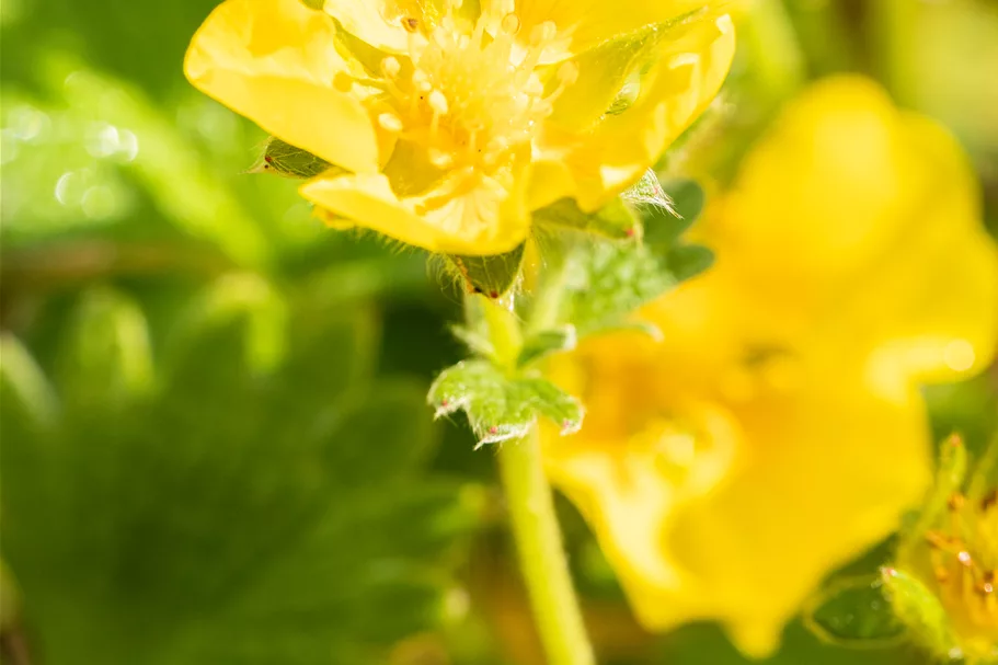 Potentilla megalantha