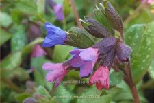 Pulmonaria 'Majesté'