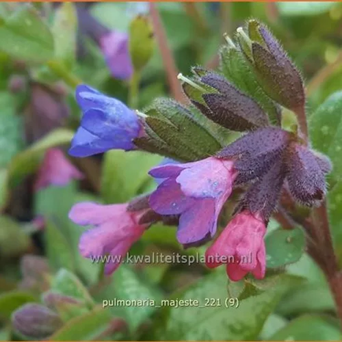 Pulmonaria 'Majesté'