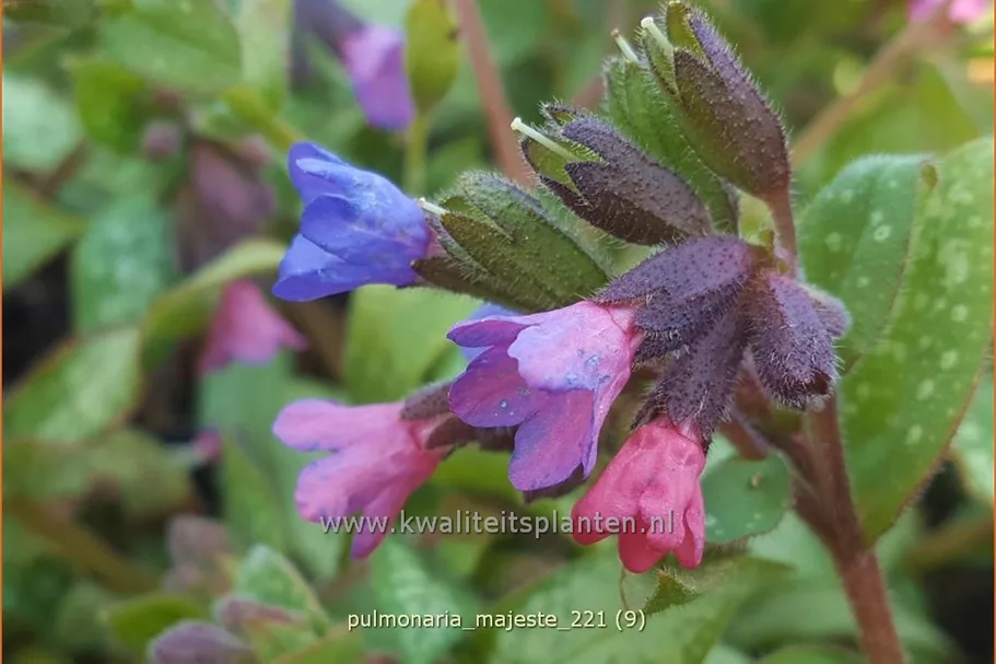 Pulmonaria 'Majesté'