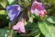Pulmonaria 'Majesté'