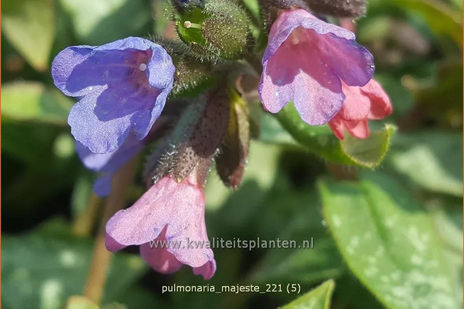 Pulmonaria 'Majesté'