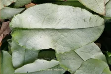 Pulmonaria 'Majesté'