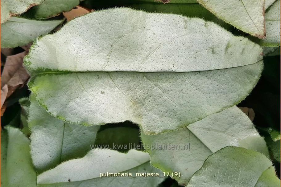 Pulmonaria 'Majesté'