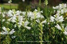 Physostegia virginiana 'Miss Manners'