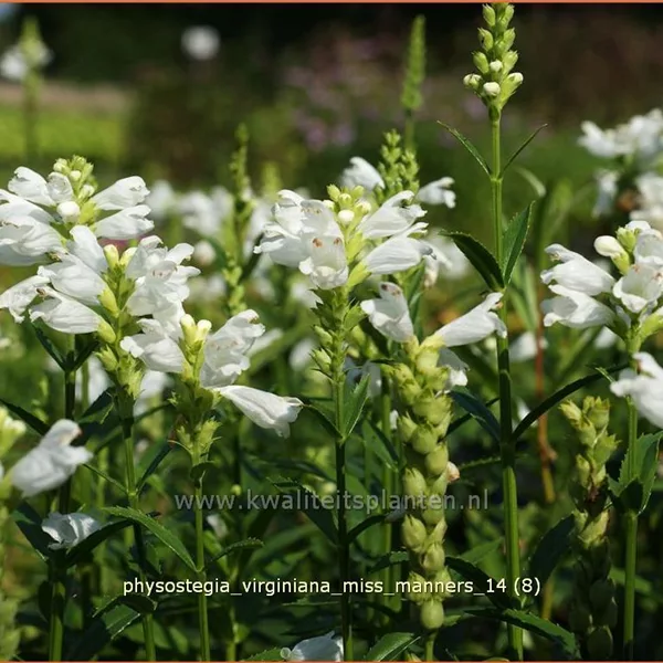 Physostegia virginiana 'Miss Manners'