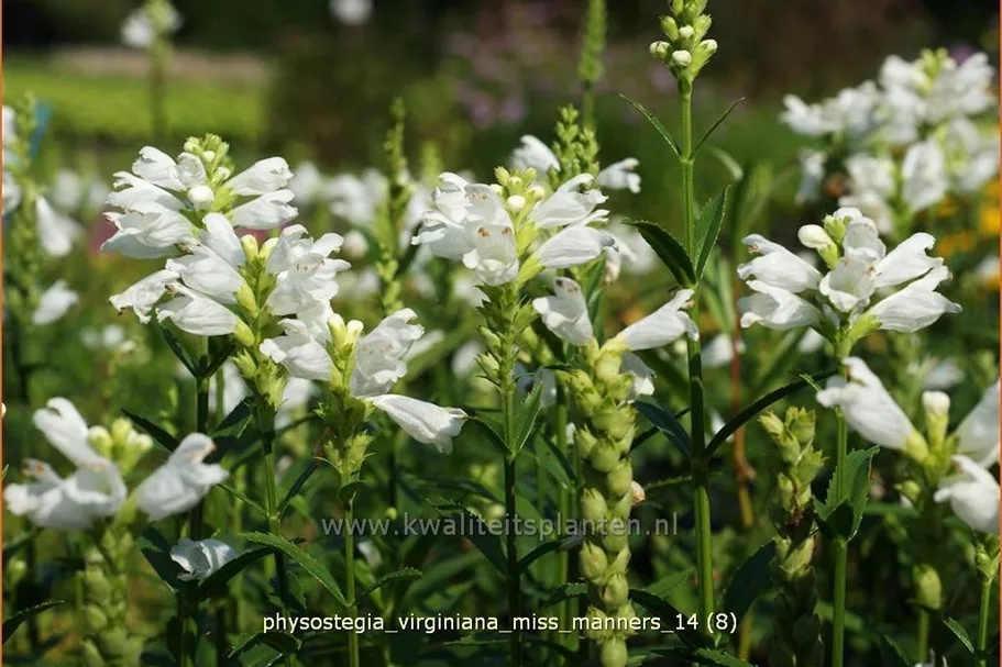 Physostegia virginiana 'Miss Manners'