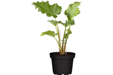 Rheum rhabarbarum
