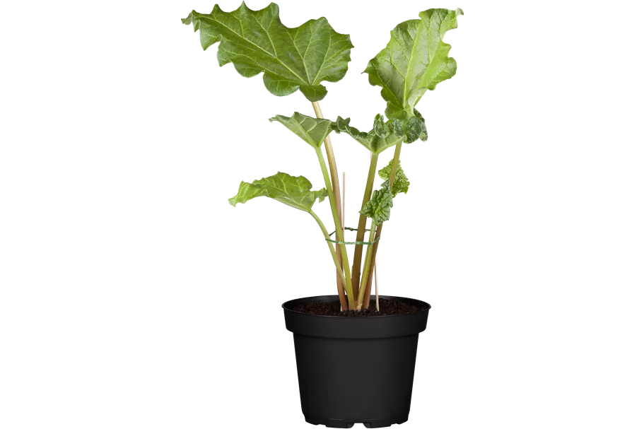 Rheum rhabarbarum