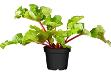Rheum rhabarbarum