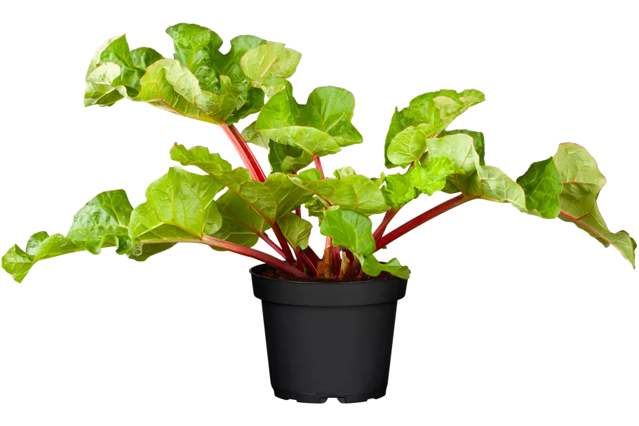 Rheum rhabarbarum