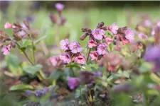 Pulmonaria officinalis