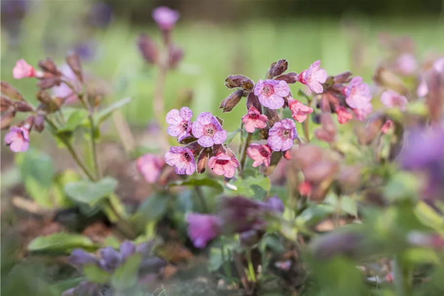 Pulmonaria officinalis