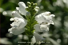 Physostegia virginiana 'Miss Manners'
