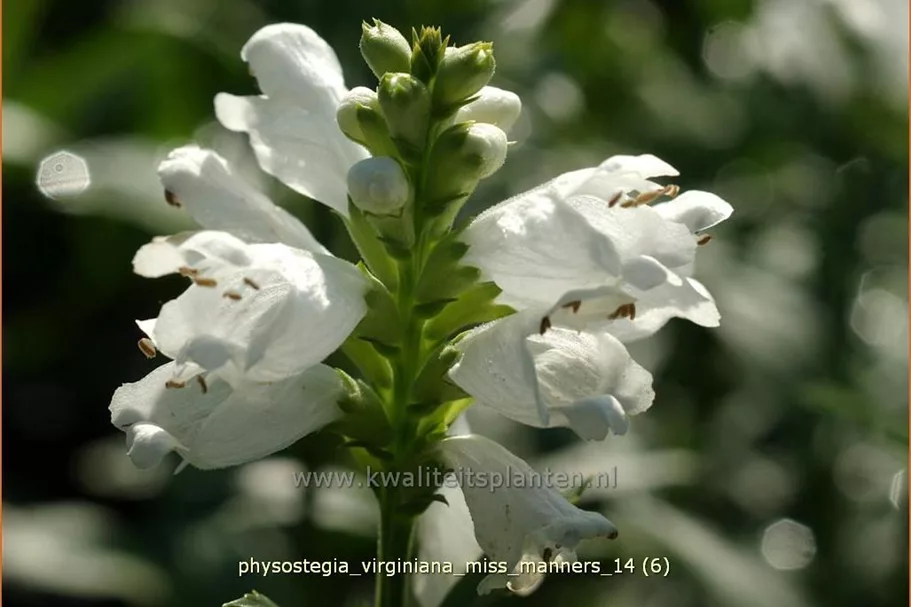 Physostegia virginiana 'Miss Manners'
