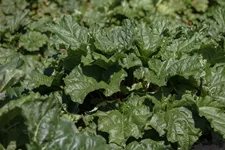 Rheum rhabarbarum