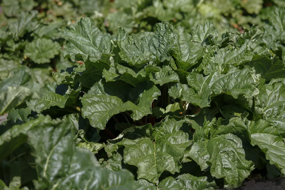 Rheum rhabarbarum