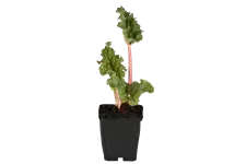 Rheum rhabarbarum