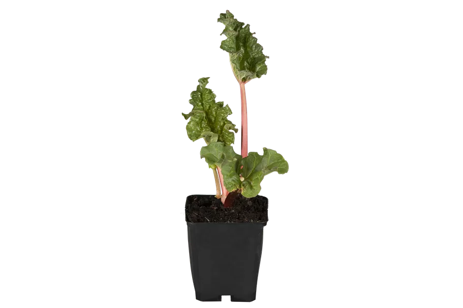 Rheum rhabarbarum