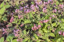 Pulmonaria officinalis