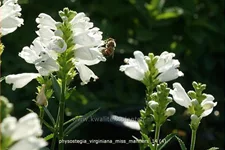 Physostegia virginiana 'Miss Manners'