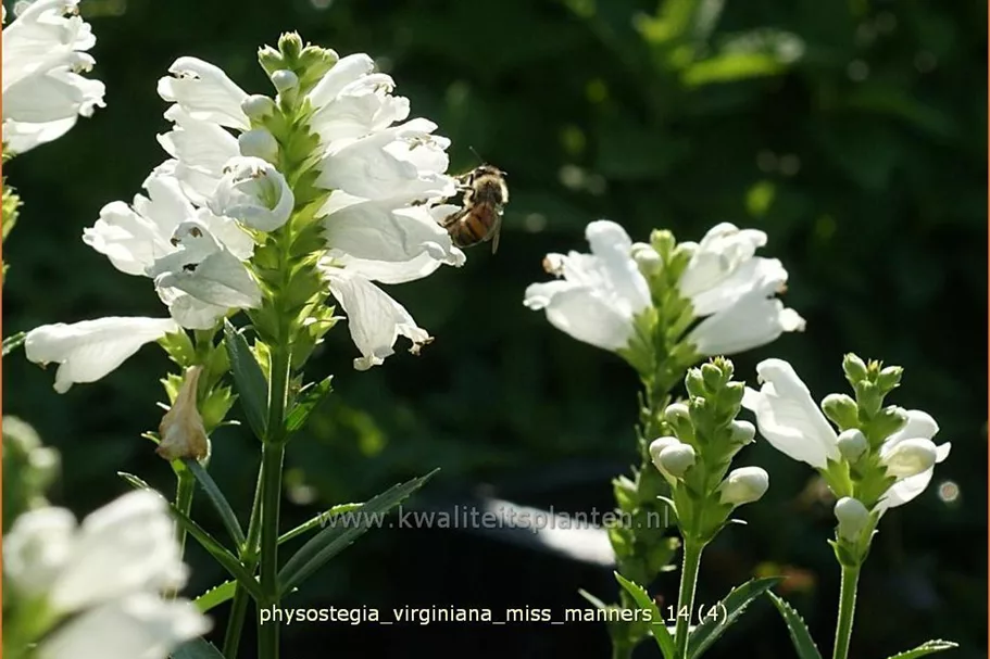 Physostegia virginiana 'Miss Manners'