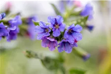 Pulmonaria officinalis