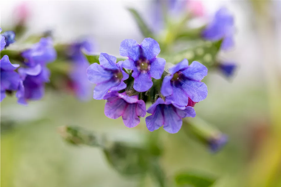 Pulmonaria officinalis