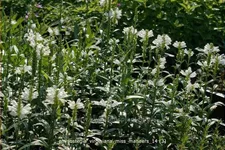 Physostegia virginiana 'Miss Manners'