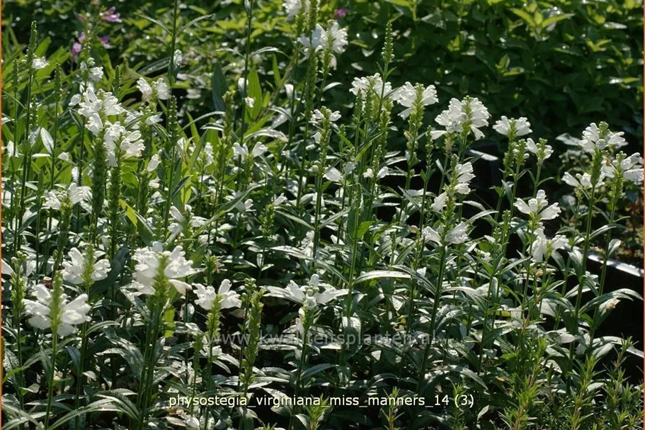 Physostegia virginiana 'Miss Manners'
