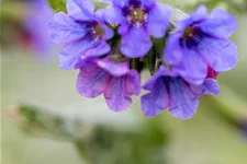 Pulmonaria officinalis
