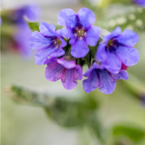 Pulmonaria officinalis