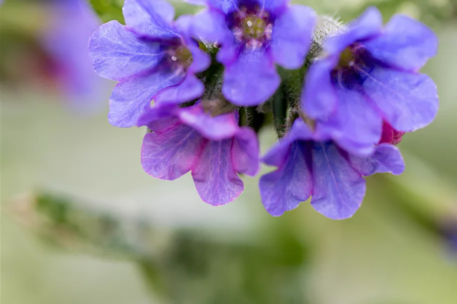 Pulmonaria officinalis