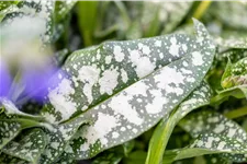 Pulmonaria officinalis
