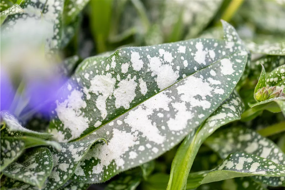 Pulmonaria officinalis