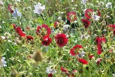 Potentilla thurberi 'Monarch´s Velvet' Staude im 9x9 cm Vierecktopf