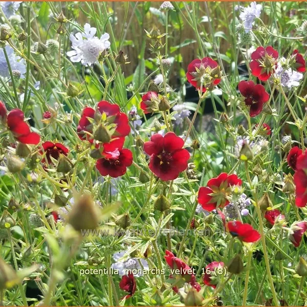 Potentilla thurberi 'Monarch´s Velvet'