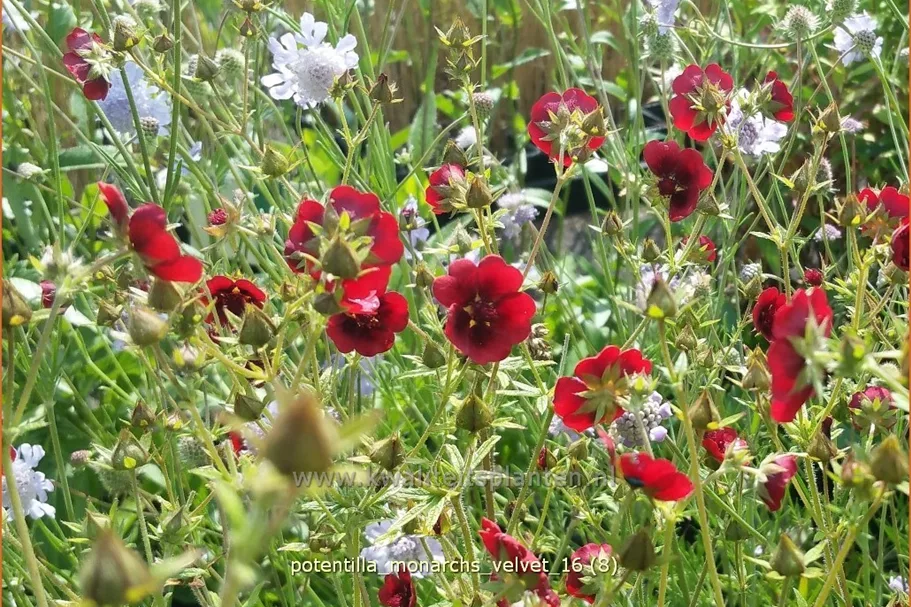 Potentilla thurberi 'Monarch´s Velvet' Staude im 9x9 cm Vierecktopf