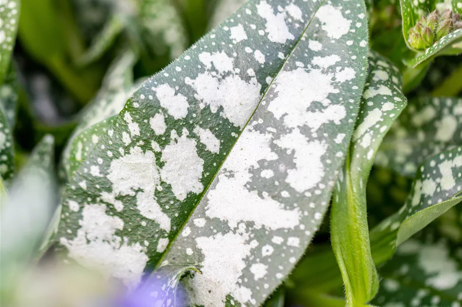 Pulmonaria officinalis