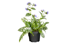 Pulmonaria officinalis