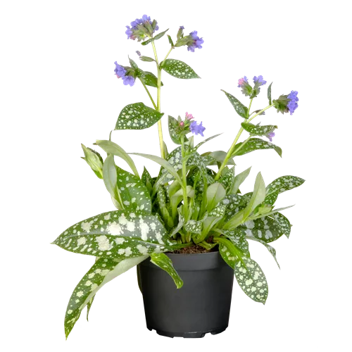 Pulmonaria officinalis