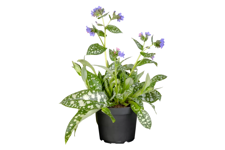 Pulmonaria officinalis