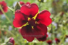 Potentilla thurberi 'Monarch´s Velvet' Staude im 9x9 cm Vierecktopf