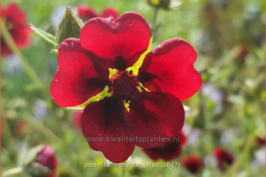 Potentilla thurberi 'Monarch´s Velvet' Staude im 9x9 cm Vierecktopf