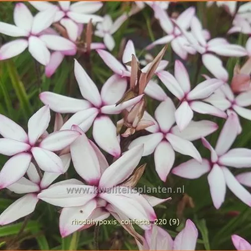 Rhodohypoxis confecta