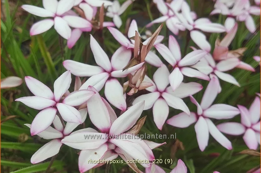 Rhodohypoxis confecta