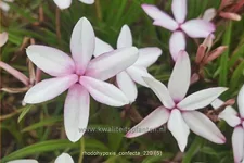 Rhodohypoxis confecta