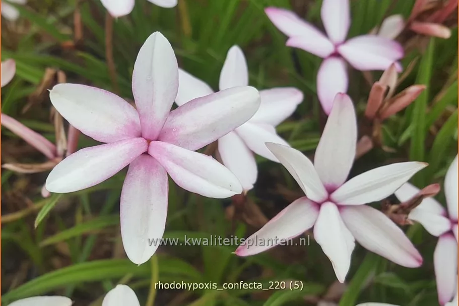 Rhodohypoxis confecta
