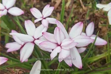 Rhodohypoxis confecta