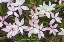 Rhodohypoxis confecta